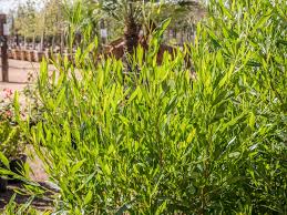 Check spelling or type a new query. Green Hopseed Bush Desert Horizon Nursery