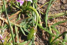 Image result for Romulea