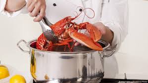 Alibaba.com offers 1,248 red lobster quality products. Switzerland Bans Boiling Live Lobsters In Animal Welfare Reform News Dw 11 01 2018