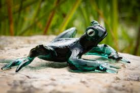 Image result for glass frog