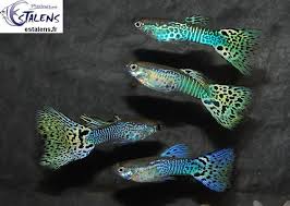 Pisciculture D Estalens Guppy Males Royal Cobra