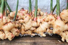 Naturepedic lightweight organic cotton classic crib mattress. How To Grow Ginger Indoors Growing Ginger Root At Home