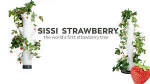 Maybe you would like to learn more about one of these? Sissi Strawberry Grow Your Own Fresh Strawberries By Gusta Garden Kickstarter