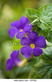 Winter season flowers in bengali. 28 Flowers Of Bengal Ideas Flowers Bengal Plants