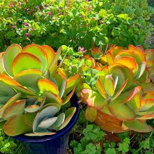 Kalanchoe Flapjacks Succulent In 2020 Succulents Red Succulents Plants