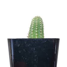 Boogzel apparel is an online boutique featuring aesthetic clothing. Peanut Cactus Echinopsis Chamaecereus Succulent Care Guide Succulents Box