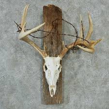 Whitetail Skull Antlers Taxidermy Mount 13210 For Sale The Taxidermy Store Deer Antler Decor Deer Skull Mount Deer Hunting Decor