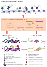 Ncrna Free Full Text Understanding Long Noncoding Rna And Chromatin Interactions What We Know So Far Html