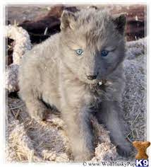 Wolf Dog Puppy For Sale Rare Blue Coat 4 Weeks Old Wolf Dog Puppy Wolf Dog Puppies