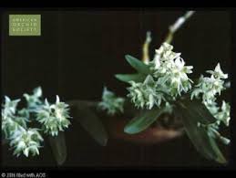 Image result for Diaphananthe lorifolia