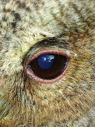 Check spelling or type a new query. Burung Hantu Bermata Biru The Blue Eyed Owl Steemit