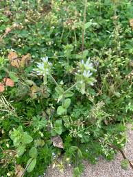Image result for Cerastium glomeratum