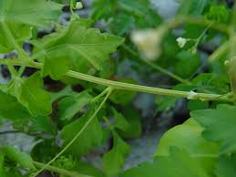 Image result for Cardiospermum