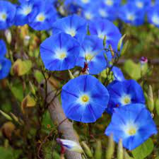 Morning Glory Seeds Heavenly Blue Flower Seeds In Packets Bulk Eden Brothers Morning Glory Seeds Flower Seeds Morning Glory Flowers