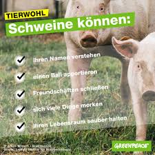 From obstructing nuclear tests in the pacific, to documenting plastics in our. Schweine Sind Toll Sorge Mit Greenpeace Deutschland Facebook