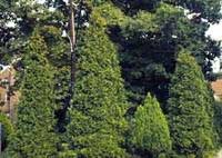 An american arborvitae tree is full and cone shaped. Eastern Arborvitae