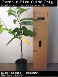 The flesh is soft, smooth and a deep brown colour. Black Sapote Or Chocolate Pudding Fruit Diospyros Digyna