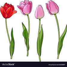 Hand Drawn Set Of Side View Red Pink Tulip Flower Vector Image Tulips Art Tulips Flowers Tulip Drawing