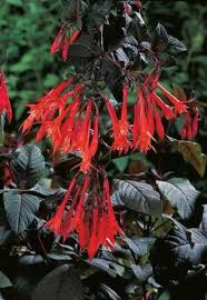 This product is currently out of stock and unavailable. Gartenmeister Bonstedt Hendriks Young Plants Plants Fuchsia Gothic Garden