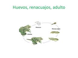 A modo de resumen, podemos indicar que el ciclo de vida de una rana tiene las siguientes etapas o fases, partiendo del momento de la reproducción y la puesta de los huevos:. El Ciclo De Vida De Las Ranas Ppt Descargar