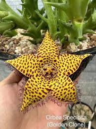 Image result for Orbea paradoxa