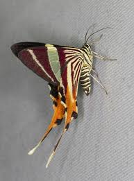 Image result for Eupithecia conterminata