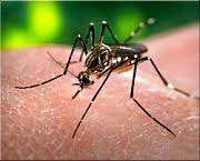 Om de symptomen te herkennen van een dergelijke beet en de gevolgen hiervan, is dit artikel opgesteld. Onrust Over Tijgermug Aedes Albopictus Gezondheid Be
