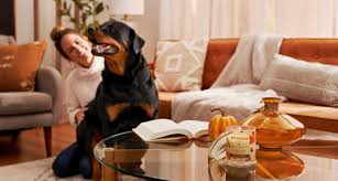 Check spelling or type a new query. These Fall Candles Were Made For Pet Friendly Homes Because Not Just Any Pumpkin Candle Will Do Bechewy