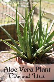 Growing Aloe Vera Aloe Vera Plant Plants Growing Aloe Vera