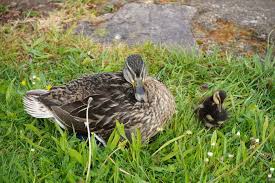 Bei uns sind die enten eine beliebte tierart. Bildergalerie Die Beschaulichkeit Am Main Tauscht Miltenberg