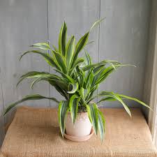 Image result for Dracaena laxissima