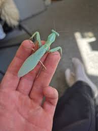 Image result for Elymandra grallata