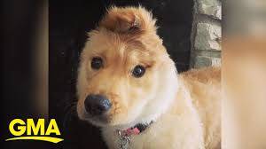 This 1 Eared Unicorn Dog Is Stealing Our Hearts Gma Digital Youtube Download 240+ royalty free dog unicorn dogs vector images. this 1 eared unicorn dog is stealing our hearts gma digital