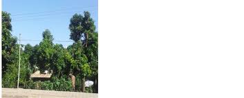 61, home garden af can function as an intermediary for conserving tree species diversity in bangladesh. Indigenous Agroforestry Practices In Southern Ethiopia The Case Of Lante Arba Minch