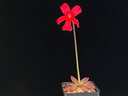 Image result for Launaea rarifolia