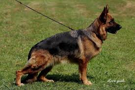 We are a small select german shepherd breeder producing strong, healthy, stable german shepherd puppies from world champion bloodlines, for family, show, sport, or companion dogs. The German Shepherd Dog Sv Ratings Explained German Shepherd Breeder Puppies For Sale Haus Amberg Shepherds