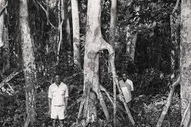 Image result for Musanga