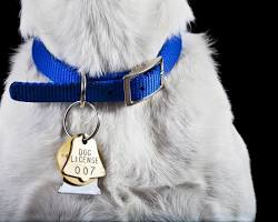 various types of dog collars with name tagsの画像