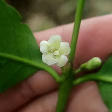 Image result for Pyrostria