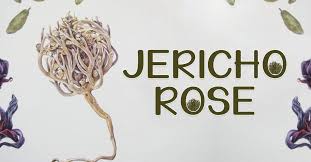 The real rose of jericho is anastatica, named by john gerard in the 16th century found in the middle east, africa, palestine, and egypt. Jericho Rose A Plant To Call Luck Fortune And Prosperity