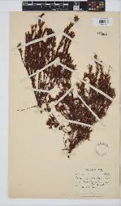 Image result for Gnidia inconspicua