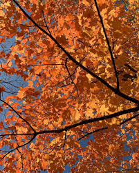 Free maple leaf coloring page printable. Red Leaf Alert Fall Colors Already Peaking In Northern Minn After Recent Freezes Mpr News