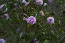 Planning to start a flower garden! Purple Pom Pom Flowers Forums