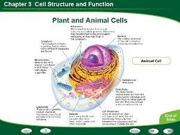 We did not find results for: Chapter 3 Cell Structure And Function Table Of