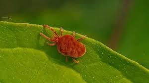 Image result for red mite