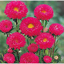Aster Kurenai Red Flower Seeds Chrysanthemum Seeds Aster Flower Flower Seeds
