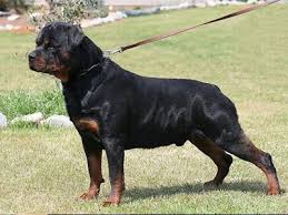 Librivox is a hope, an experiment, and a question: Rottweiler Puppies Facts On The Dangerous Soft Hearted Petmoo
