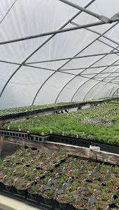 Maybe you would like to learn more about one of these? Family Flowers Greenhouses Llc Posts Facebook