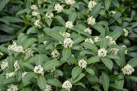 Image result for Thesium reekmansii