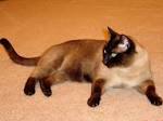 Burmese Cat Breed Profile | Cat-World